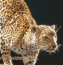 leopard Ped